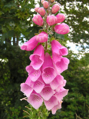 Foxglove