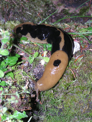 Banana slug