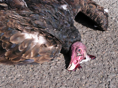 Vulture