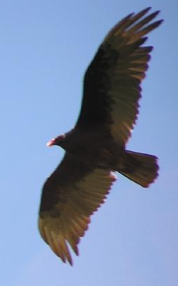 Vulture