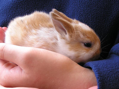 Bunny