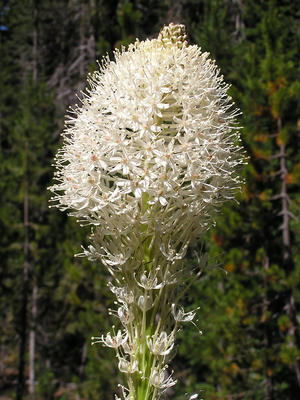 Spiked flower