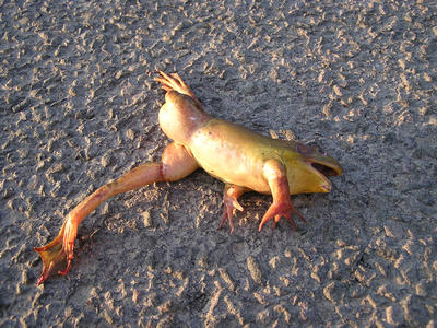 Frog