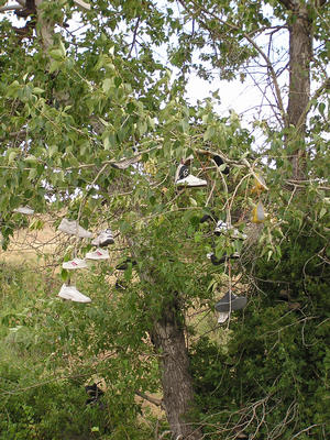 shoe tree