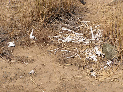 deer bones