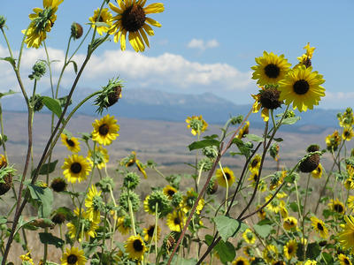 Sunflowers