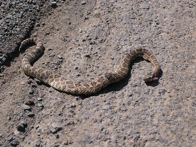 Rattlesnake