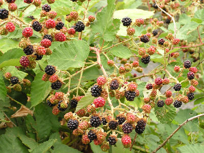 blackberries