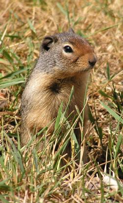 Ground squirrel