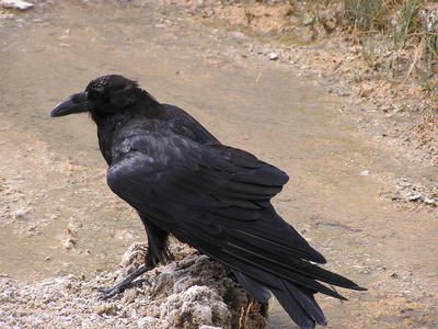 Yellowstone Raven
