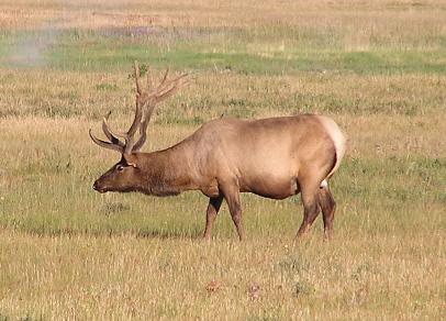 bull elk