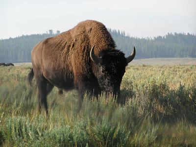 bison