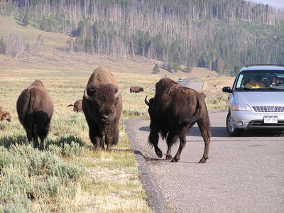 More bison