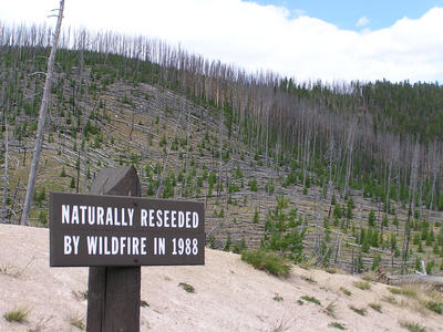 reseeded