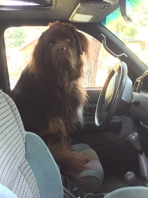 Georgy at the wheel