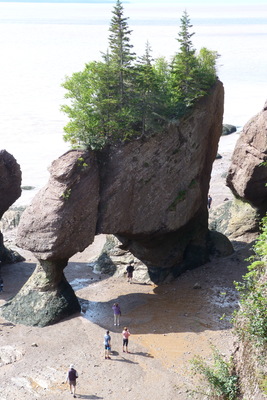 Hopewell Rocks flower pot