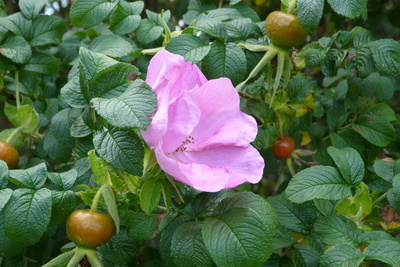 Rugosa Rosa