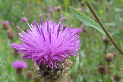 Canada Thistle